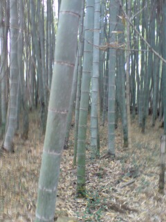 20090504103713.jpg